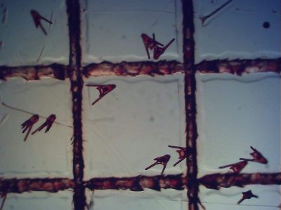 Larva E. lucunter